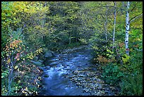 Stream and birch trees. Vermont, New England, USA