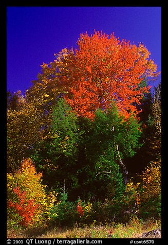 Bouquet of trees in fall foliage. Vermont, New England, USA