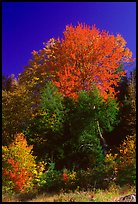 Bouquet of trees in fall foliage. Vermont, New England, USA (color)