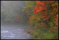 Misty river with trees in fall foliage. Vermont, New England, USA ( color)