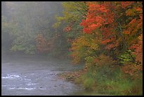 Misty river with trees in fall foliage. Vermont, New England, USA (color)