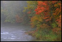 Misty river with trees in fall foliage. Vermont, New England, USA (color)