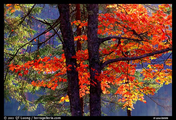 Maple in fall colors. Wisconsin, USA