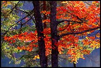 Maple in fall colors. Wisconsin, USA (color)