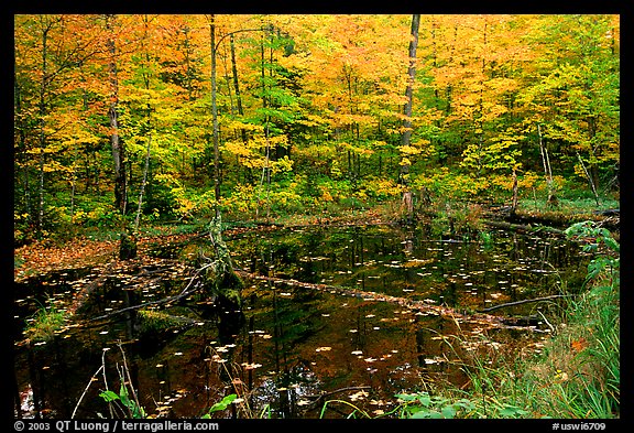 Pond surrounded by trees in fall colors. Wisconsin, USA (color)