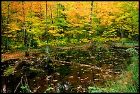 Pond surrounded by trees in fall colors. Wisconsin, USA