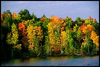 Trees in fall colors bordering a lake. Wisconsin, USA