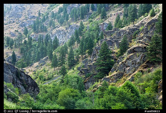 Side canyon with trees. Hells Canyon National Recreation Area, Idaho and Oregon, USA (color)