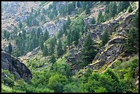 Side canyon with trees. Hells Canyon National Recreation Area, Idaho and Oregon, USA (color)