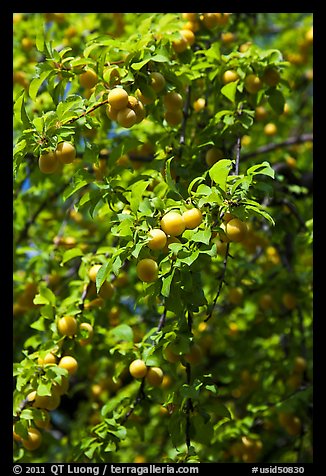 Branches with cherry plums. Hells Canyon National Recreation Area, Idaho and Oregon, USA (color)