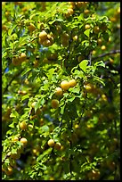 Branches with cherry plums. Hells Canyon National Recreation Area, Idaho and Oregon, USA