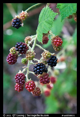 Close-up of blackberries. Hells Canyon National Recreation Area, Idaho and Oregon, USA (color)