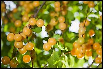 Yellow cherry plums. Hells Canyon National Recreation Area, Idaho and Oregon, USA (color)