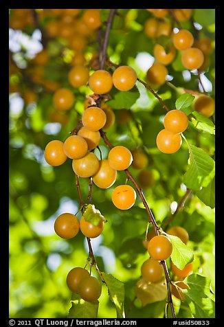 Close-up of cherry plums. Hells Canyon National Recreation Area, Idaho and Oregon, USA