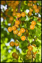 Close-up of cherry plums. Hells Canyon National Recreation Area, Idaho and Oregon, USA