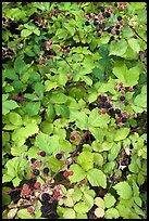 Blackberry bush. Hells Canyon National Recreation Area, Idaho and Oregon, USA (color)