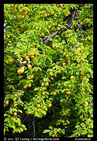 Branches of plum tree loaded with fruits. Hells Canyon National Recreation Area, Idaho and Oregon, USA
