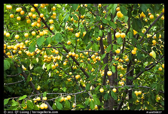 Abundance of ripe plums on tree. Hells Canyon National Recreation Area, Idaho and Oregon, USA