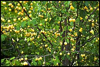 Abundance of ripe plums on tree. Hells Canyon National Recreation Area, Idaho and Oregon, USA (color)