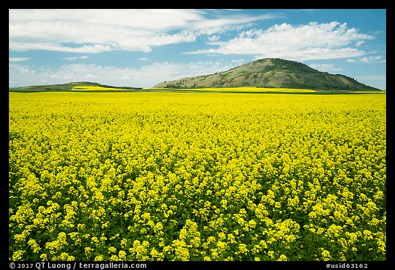 Field of yellow colza flowers and hill. Idaho, USA (color)