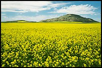Field of yellow colza flowers and hill. Idaho, USA ( color)