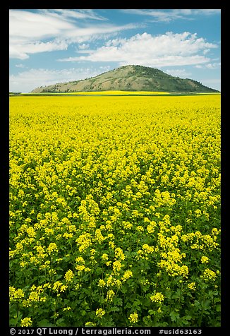 Field of colza and hill. Idaho, USA (color)