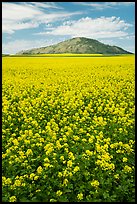 Field of colza and hill. Idaho, USA ( color)