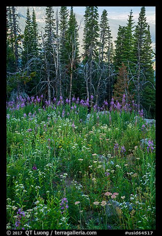 Dense wildflowers and trees, Face Trail. Jedediah Smith Wilderness,  Caribou-Targhee National Forest, Idaho, USA