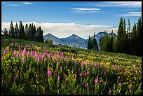 Late summer wildflowers and mountains, Face Trail. Jedediah Smith Wilderness,  Caribou-Targhee National Forest, Idaho, USA ( color)