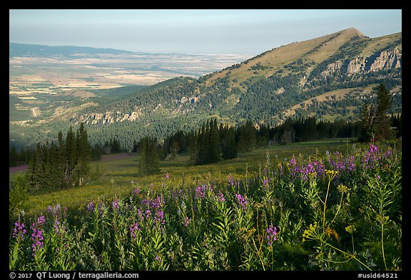 Wildflowers on mountains and fields on Idaho plain. Jedediah Smith Wilderness,  Caribou-Targhee National Forest, Idaho, USA (color)