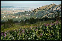 Wildflowers on mountains and fields on Idaho plain. Jedediah Smith Wilderness,  Caribou-Targhee National Forest, Idaho, USA ( color)