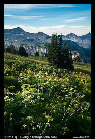 Cow parsnip and mountains, Face Trail. Jedediah Smith Wilderness,  Caribou-Targhee National Forest, Idaho, USA