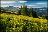 Flowering meadown in late summer, Face Trail. Jedediah Smith Wilderness,  Caribou-Targhee National Forest, Idaho, USA ( color)