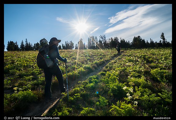 Hikers on Face Trail surrounded by wildflowers. Jedediah Smith Wilderness,  Caribou-Targhee National Forest, Idaho, USA (color)