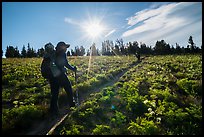 Hikers on Face Trail surrounded by wildflowers. Jedediah Smith Wilderness,  Caribou-Targhee National Forest, Idaho, USA ( color)