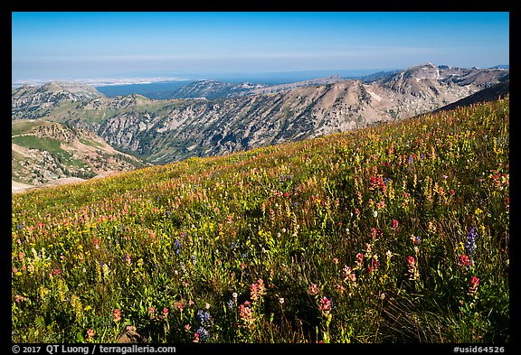 Multicolored wildflower carpet near Table Mountain. Jedediah Smith Wilderness,  Caribou-Targhee National Forest, Idaho, USA (color)