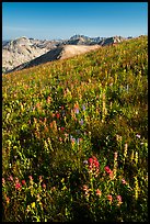Multicolored wildflowers near Table Mountain. Jedediah Smith Wilderness,  Caribou-Targhee National Forest, Idaho, USA ( color)