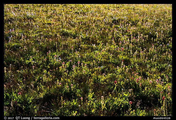 Backlit wildflowers near Table Mountain. Jedediah Smith Wilderness,  Caribou-Targhee National Forest, Idaho, USA (color)