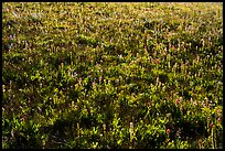 Backlit wildflowers near Table Mountain. Jedediah Smith Wilderness,  Caribou-Targhee National Forest, Idaho, USA ( color)