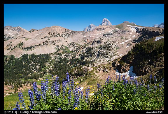 Lupine, Table Mountain ridge, and Tetons peeking. Jedediah Smith Wilderness,  Caribou-Targhee National Forest, Idaho, USA (color)