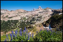 Lupine, Table Mountain ridge, and Tetons peeking. Jedediah Smith Wilderness,  Caribou-Targhee National Forest, Idaho, USA ( color)