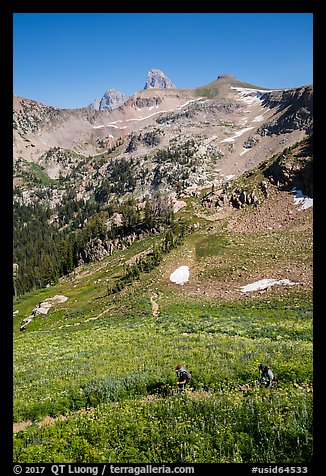 Hikers in wildflowers meadows, Huckleberry Trail. Jedediah Smith Wilderness,  Caribou-Targhee National Forest, Idaho, USA (color)