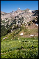 Hikers in wildflowers meadows, Huckleberry Trail. Jedediah Smith Wilderness,  Caribou-Targhee National Forest, Idaho, USA ( color)