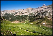 Hikers on Huckleberry Trail. Jedediah Smith Wilderness,  Caribou-Targhee National Forest, Idaho, USA ( color)