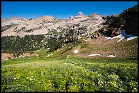 Wildflowers, Table Mountain ridge, and Tetons peeking. Jedediah Smith Wilderness,  Caribou-Targhee National Forest, Idaho, USA ( color)