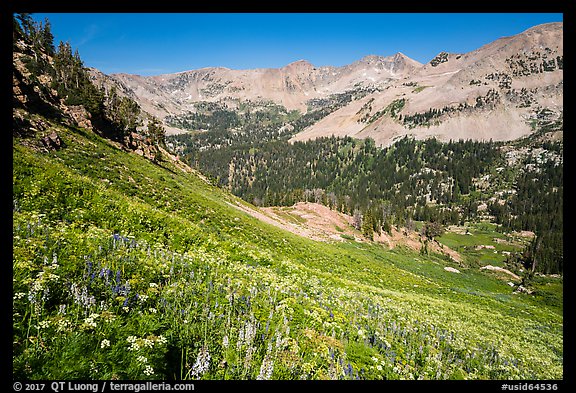 Basin with wildflowers, Huckleberry Trail. Jedediah Smith Wilderness,  Caribou-Targhee National Forest, Idaho, USA (color)