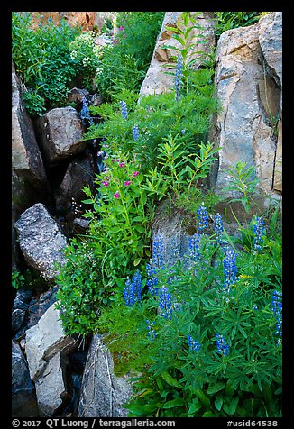 Lupine and rocks. Jedediah Smith Wilderness,  Caribou-Targhee National Forest, Idaho, USA (color)