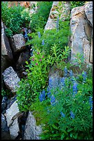 Lupine and rocks. Jedediah Smith Wilderness,  Caribou-Targhee National Forest, Idaho, USA ( color)