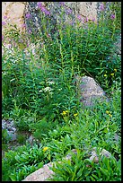 Wildflowers and rocks. Jedediah Smith Wilderness,  Caribou-Targhee National Forest, Idaho, USA ( color)