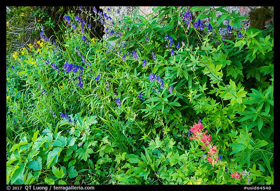 Multicolored wildflowers. Jedediah Smith Wilderness,  Caribou-Targhee National Forest, Idaho, USA (color)